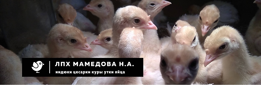 Цесарки